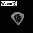 DV13-109 Homo sapiens fibula right proximal ct stack movie