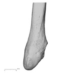 DV13-110 Homo sapiens fibula left distal anterior