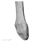DV13-110 H. sapiens fibula left distal