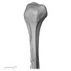 DV13-110 Homo sapiens fibula left proximal anterior