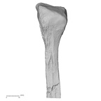 DV13-110 Homo sapiens fibula left proximal medial