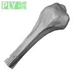 DV13-110 Homo sapiens fibula left proximal ply