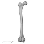 DV14-126 Homo sapiens femur right anterior