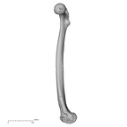DV14-126 Homo sapiens femur right medial