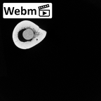 DV14-126 Homo sapiens femur right ct stack movie