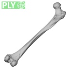 DV14-126 Homo sapiens femur right ply