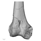 DV14-126 Homo sapiens femur right distal anterior