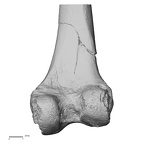 DV14-126 Homo sapiens femur right distal posterior
