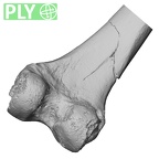 DV14-126 Homo sapiens femur right distal ply