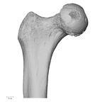 DV14-126 Homo sapiens femur right proximal anterior
