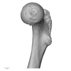 DV14-126 Homo sapiens femur right proximal medial