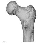 DV14-126 H. sapiens femur right proximal