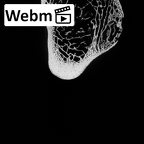 DV14-126 Homo sapiens femur right proximal ct stack movie
