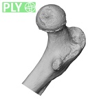 DV14-126 Homo sapiens femur right proximal ply