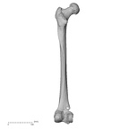 DV14-127 H. sapiens femur left