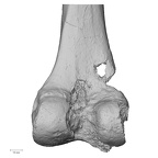 DV14-127 Homo sapiens femur left distal posterior