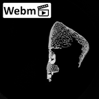 DV14-127 Homo sapiens femur left distal ct stack movie