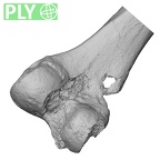 DV14-127 Homo sapiens femur left distal ply