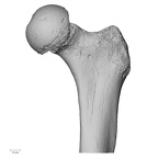 DV14-127 Homo sapiens femur left proximal anterior