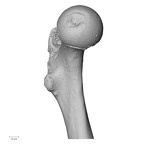 DV14-127 Homo sapiens femur left proximal medial
