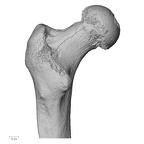 DV14-127 H. sapiens femur left proximal