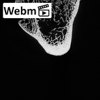 DV14-127 Homo sapiens femur left proximal ct stack movie