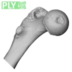 DV14-127 Homo sapiens femur left proximal ply