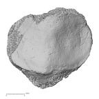 DV14-128 Homo sapiens patella right posterior