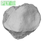 DV14-128 Homo sapiens patella right ply