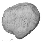 DV14-129 Homo sapiens patella left anterior
