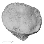 DV14-129 Homo sapiens patella left posterior