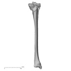 DV14-130 Homo sapiens tibia right anterior