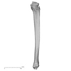 DV14-130 Homo sapiens tibia right lateral