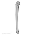 DV14-130 Homo sapiens tibia right medial