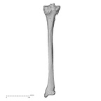 DV14-130 Homo sapiens tibia right posterior