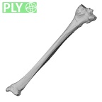 DV14-130 Homo sapiens tibia right ply