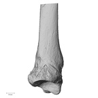 DV14-130 H. sapiens tibia right distal