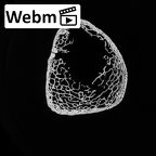 DV14-130 Homo sapiens tibia right distal ct stack movie