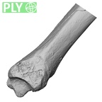 DV14-130 Homo sapiens tibia right distal ply