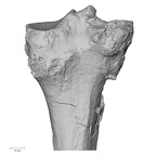 DV14-130 Homo sapiens tibia right proximal posterior