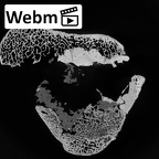 DV14-130 Homo sapiens tibia right proximal ct stack movie