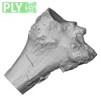 DV14-130 Homo sapiens tibia right proximal ply