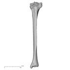 DV14-131 Homo sapiens tibia left anterior