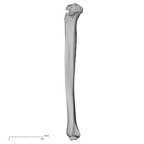 DV14-131 Homo sapiens tibia left lateral