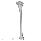 DV14-131 Homo sapiens tibia left posterior