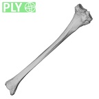 DV14-131 Homo sapiens tibia left ply