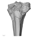 DV14-131 Homo sapiens tibia left proximal anterior