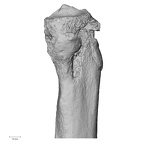 DV14-131 Homo sapiens tibia left proximal medial