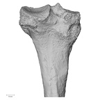 DV14-131 H. sapiens tibia left proximal