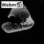 DV14-131 Homo sapiens tibia left proximal ct stack movie